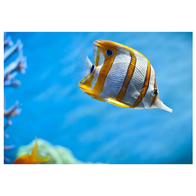 Chelmon rostratus (Fluture Copperband) - imagine 5